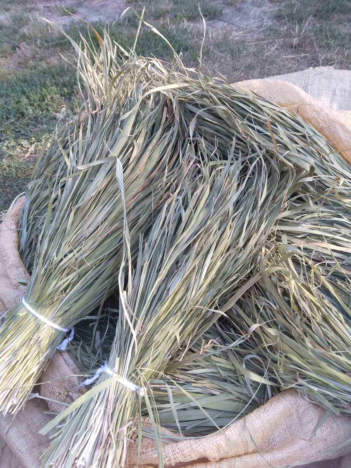 Трава зубрівка 20 г