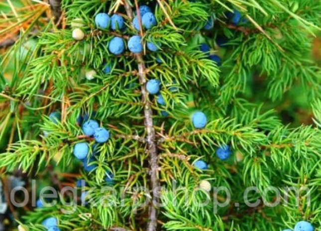 Ягоди ялівцю (Ялівця) 1 кг